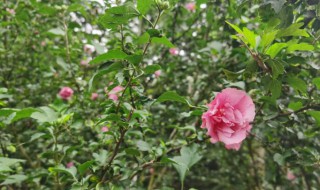 重瓣木槿花的养殖方法 重瓣木槿花的养殖方法和技术