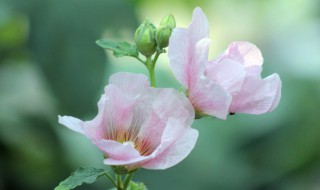 芙蓉花叶插方法（芙蓉花如何叶插）