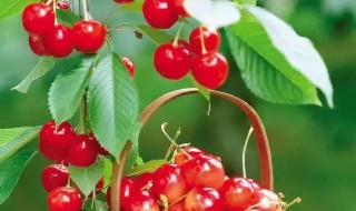 樱桃几月熟 樱桃几月熟农历