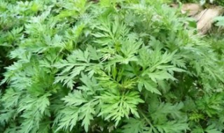 艾草熏蚊子的正确方法（艾草熏蚊子的正确方法图片）