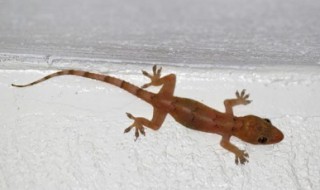 壁虎为什么会叫（壁虎为什么会叫吱吱的）