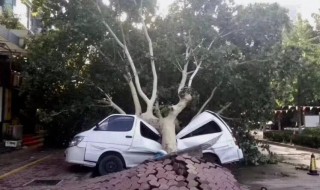 十一级风有多大威力 十一级风的威力有多大