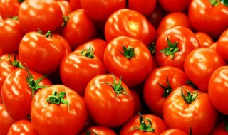 怎样挑选西红柿 怎样挑选西红柿五叶好,还是六叶女子