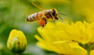 赶走蜜蜂的简便小妙招 赶走蜜蜂的方法