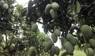 芒果怎样存放不容易坏（芒果怎样存放不容易坏呢）