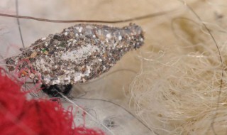 怎么消灭衣蛾（怎么消灭衣蛾卵）