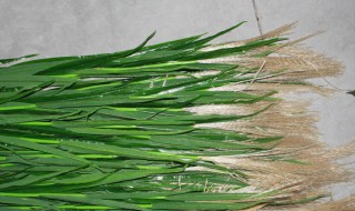 芦苇叶怎么保存 芦苇叶怎么保存长期