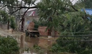 八级大风什么程度 八级大风算大吗