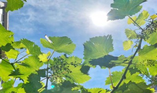 进入夏天的标准是什么（夏天到来的标准）