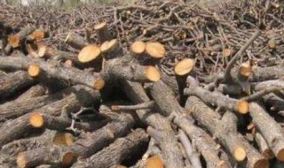 新砍的枣木棍怎样处理（新砍的枣木棍怎样处理干净）