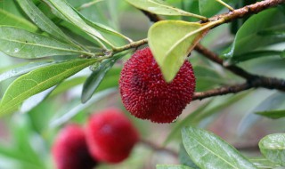 摘杨梅是几月份 摘杨梅是什么时候