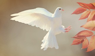 鸽子象征 鸽子象征着什么精神