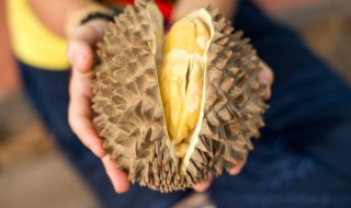 榴莲可以用吹风机催熟吗（榴莲肉用吹风机吹多久能熟）