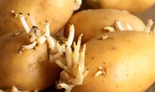 什么程度的土豆算发芽（土豆到什么程度算发芽）