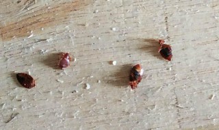 家里有臭虫怎么根除 家里有臭虫子怎么消除