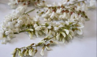 槐花怎样长期保鲜 槐花怎样长期保存保鲜