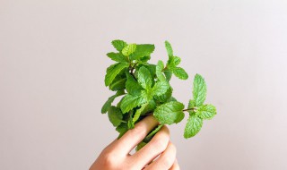 野薄荷能吃吗 野薄荷的吃法与功效