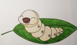 怎样辨别蚕的公母（怎样辨别蚕的公母图解）