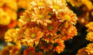 干菊花里面的小黑虫怎么去掉（干菊花里面的小黑虫怎么去掉图片）