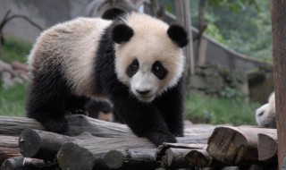 小熊猫是什么（小熊猫是什么烟）