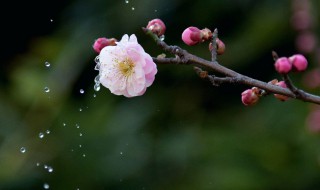 梅花泪的寓意和象征（梅花泪的寓意和象征是什么）