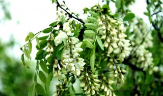 梦见槐花开满树是什么意思（梦见槐花开满树是什么意思周公解梦）