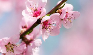 家里种桃树吉利吗（家里种桃树吉利吗风水）