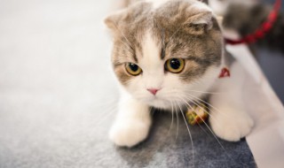 家里进猫代表什么预兆 家里进猫代表什么预兆吸猫是什么意思问答