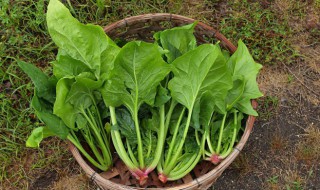生滚菠菜猪肝粥的做法（怎样做猪肝菠菜粥）