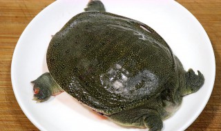 甲鱼的黄油要不要去掉