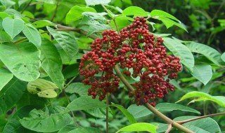 吴茱萸怎么吃 吴茱萸怎么吃治胃溃疡