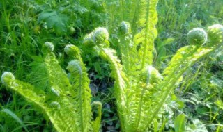野菜黄瓜香怎么做（山野菜黄瓜香的做法）