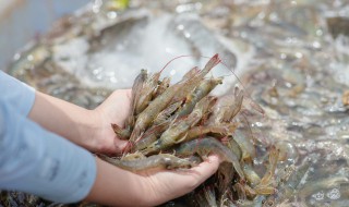 蒜蓉虾的做法的做法 蒜蓉虾简单做法