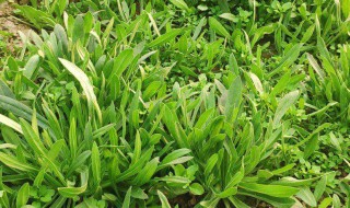 如何挑选面条菜（面条菜怎么择菜）