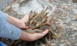 大草虾怎么做好吃（大草虾怎么做好吃又简单新鲜）