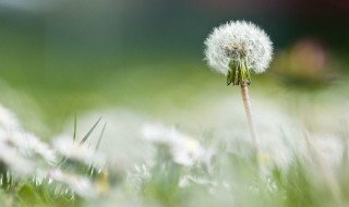 蒲公英怎么吃最好（蒲公英怎么吃最好吃）