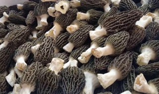 羊肚菌煲汤（羊肚菌煲汤煮多少时间）