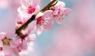 桃花是什么味道 桃花是什么味道写详细