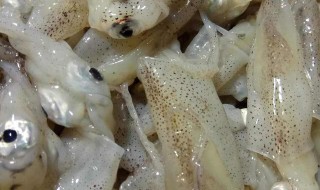 海猫怎么做好吃（海猫怎么做好吃视频）