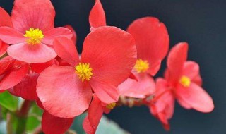 冬季室内适合养什么花 冬季室内适合养什么花盆