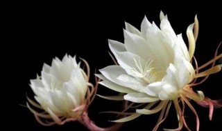 白露节气代表性植物（白露节气代表性植物变化图）