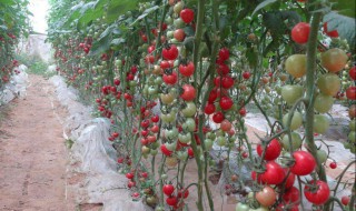 樱桃番茄种植方法（樱桃番茄种植方法图解）
