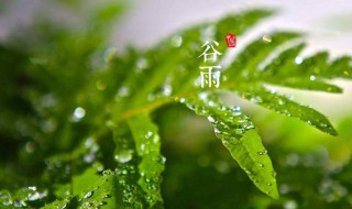 谷雨吃什么食物（谷雨吃什么食物和水果）