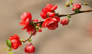 海棠花适合在室内养吗 海棠花适合在室内养吗视频