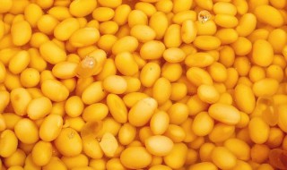 泡好的黄豆可以直接打豆浆吗 黄豆必须要泡才能打豆浆么