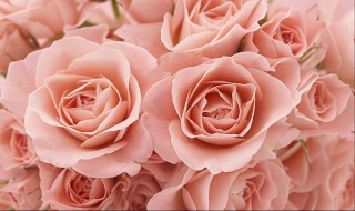 教师节送什么花给老师（教师节送什么花给老师比较适合图片）