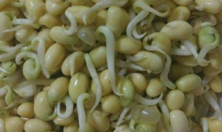 豆芽儿怎么做 豆芽儿怎么做最好吃