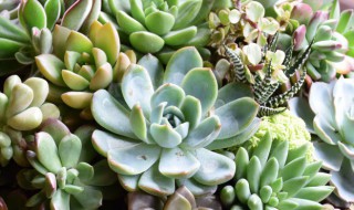 种多肉的方法 种多肉植物的方法