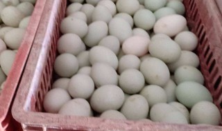 新鲜鸭蛋怎么做（新鲜鸭蛋怎么做不腥）