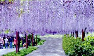 紫藤花花语 紫藤花语基督教歌原唱